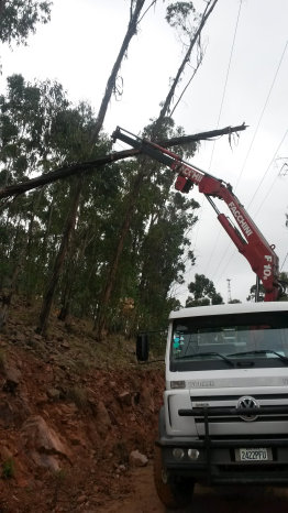 CORTE. Un eucalipto cay sobre una lnea trifsica de energa elctrica.