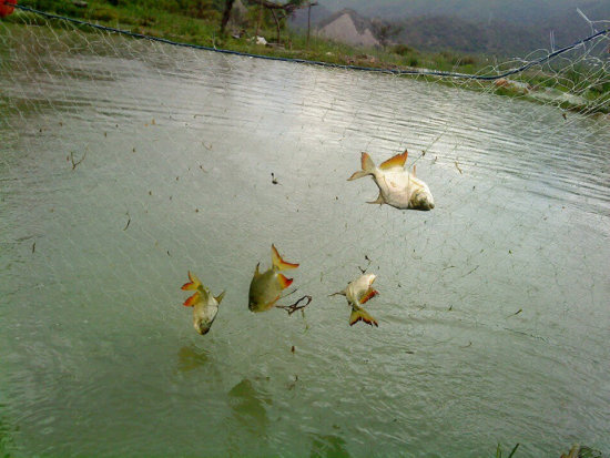 PRODUCCIN. Inicialmente se empez a criar cuatro variedades de peces.