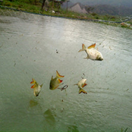 PRODUCCIN. Inicialmente se empez a criar cuatro variedades de peces.