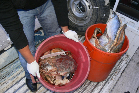 INSALUBRES. Los pescados iban a ser comercializados a pesar de estar en mal estado.