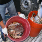 INSALUBRES. Los pescados iban a ser comercializados a pesar de estar en mal estado.