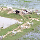 RIADAS. Una vista de la inundacin en San Ignacio de Moxos.