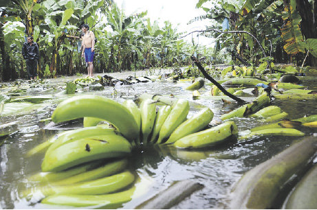 CHAPARE. Las lluvias provocaron la prdida de cultivos, poblaciones dispersas y problemas para trasladar toneladas de banana y ctricos.