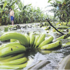 CHAPARE. Las lluvias provocaron la prdida de cultivos, poblaciones dispersas y problemas para trasladar toneladas de banana y ctricos.