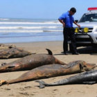 MISTERIO. Muerte en las playas.