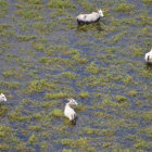 PREOCUPACIN. Beni es el departamento que ms extensin de tierra tiene inundada y la produccin ganadera est siendo daada.