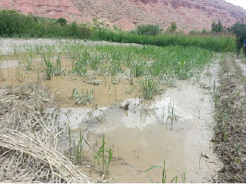 RIADA. El agua ingreso a un terreno.