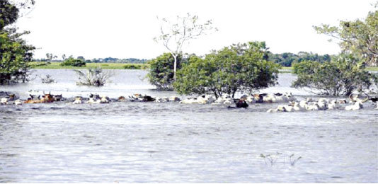 PRDIDA. Miles de cabezas de ganado fueron atrapadas por la crecida de ros en Beni.