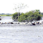 PRDIDA. Miles de cabezas de ganado fueron atrapadas por la crecida de ros en Beni.