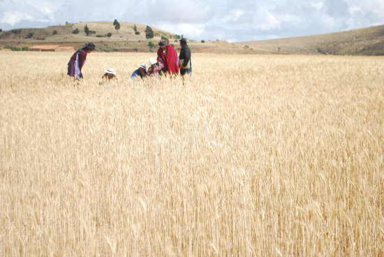 RENDIMIENTO. En Cintis se obtiene rendimientos mayores a 60 quintales de trigo por hectrea.