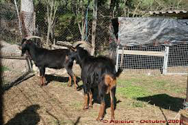 EXPERIMENTO. El proyecto analiz el comportamiento de cabras.