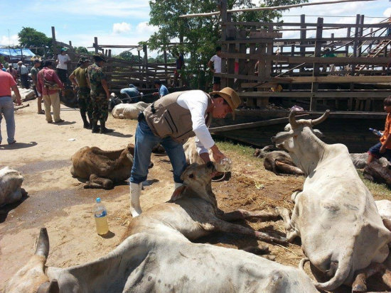 DESASTRE: Miles de cabezas de ganado quedaron afectados por las inundaciones en el oriente del pas.