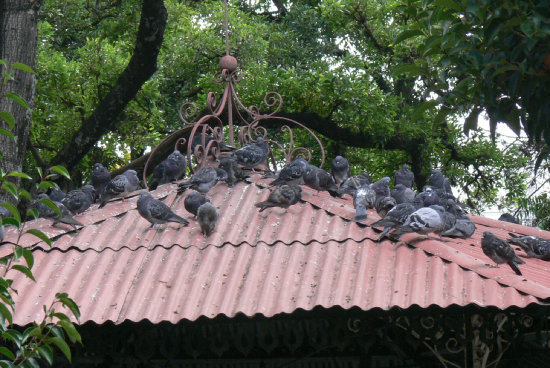 DESCONTROLADO. Las palomas no tienen un depredador natural que controle su crecimiento poblacional debido a que viven en una zona urbana.