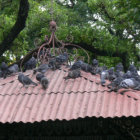 DESCONTROLADO. Las palomas no tienen un depredador natural que controle su crecimiento poblacional debido a que viven en una zona urbana.