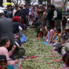 MEDIDA. La jornada de acullicu desarrollada ayer, en la plaza de Sucre.