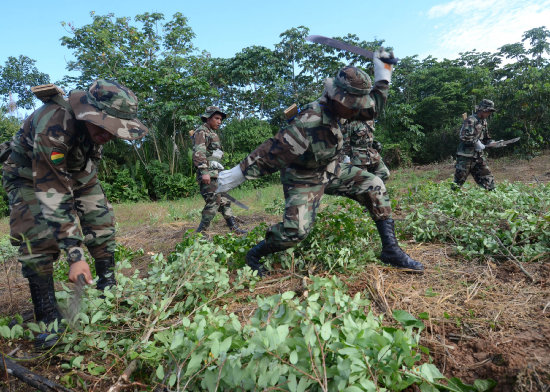 ERRADICACIN. Las plantaciones de coca en el pas an exceden a la cantidad que requiere Bolivia para el consumo y uso legal de la planta.