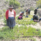 PRODUCCIN. No hay lluvia en el campo.