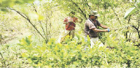 POLTICAS. La ONU y la UE proponen mecanismos de reduccin de plantaciones de coca.