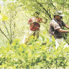 POLTICAS. La ONU y la UE proponen mecanismos de reduccin de plantaciones de coca.