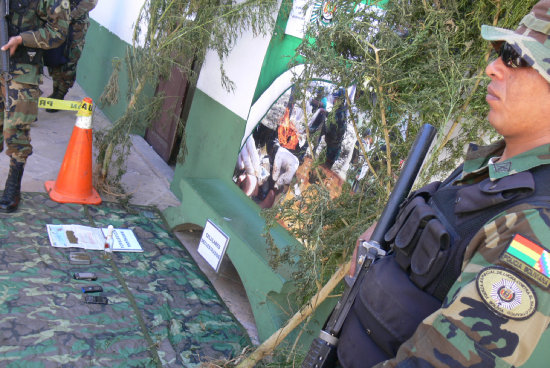 PLANTAS. En un terreno baldo sembraron marihuana que tenan tres aos de antigedad.