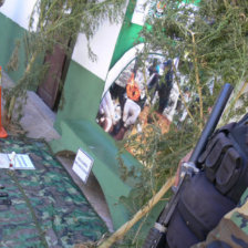 PLANTAS. En un terreno baldo sembraron marihuana que tenan tres aos de antigedad.