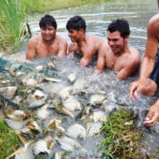 PISCIGRANJAS. Una imagen de la pesca por red que se realiz el fin de semana en la comunidad Chaco, distrito 7 de Sucre.