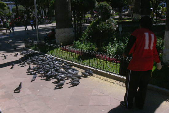 CONTROL. Las palomas son alimentadas con esterilizantes.