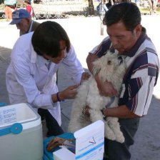 .       CAMPAA. Contra la rabia canina.