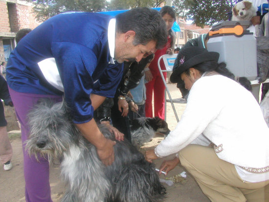 VACUNACIN. Recomiendan que los animales sean llevados por personas adultas.