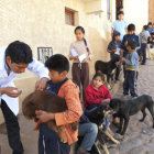 CAMPAA. Los nios fueron los ms preocupados por hacer vacunar a sus mascotas; los adultos casi brillaron por su ausencia.