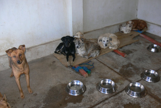 CAPTURA. Tras la campaa de vacunacin, el Centro Zoonosis de la Alcalda captur a los perros que no tenan el cintillo de identificacin.