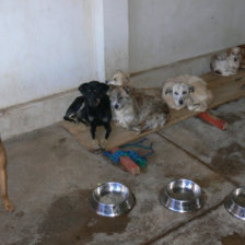 CAPTURA. Tras la campaa de vacunacin, el Centro Zoonosis de la Alcalda captur a los perros que no tenan el cintillo de identificacin.