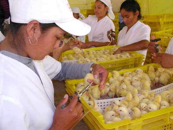 PRODUCCIN. Hay granjeros en Chuquisaca que producen hasta 10.000 pollos al mes.