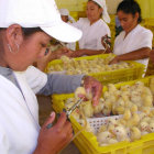 PRODUCCIN. Hay granjeros en Chuquisaca que producen hasta 10.000 pollos al mes.