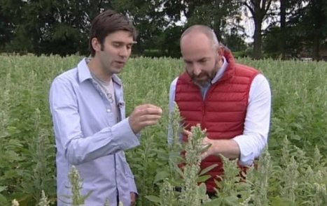 QUINUA. El agricultor britnico Stephen Jones muestra su produccin