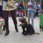 San roque. Decenas de amos llevaron a sus perros a participar de los concursos organizados por las organizaciones protectoras de animales.