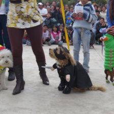 San roque. Decenas de amos llevaron a sus perros a participar de los concursos organizados por las organizaciones protectoras de animales.