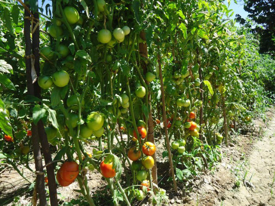 TOMATE. Los productores de Ro Chico siembran durante el ao entre 28 y 30 hectreas de tomate.