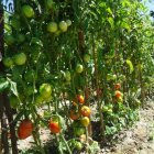 TOMATE. Los productores de Ro Chico siembran durante el ao entre 28 y 30 hectreas de tomate.