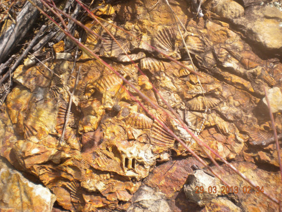 HALLAZGO. Miles de restos fósiles, las conchas marinas fueron encontradas en Sopachuy.