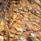 HALLAZGO. Miles de restos fósiles, las conchas marinas fueron encontradas en Sopachuy.