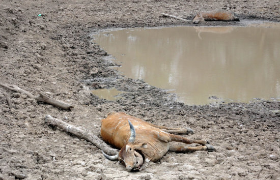 ALERTA. En Macharet hay comunidades que ya no tienen agua, menos para el ganado.