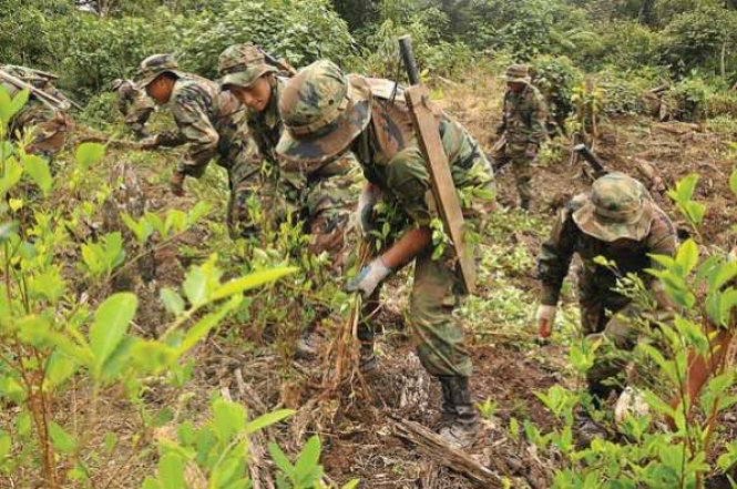 DROGAS. Los narcotraficantes usan la hoja de coca para elaborar la droga.