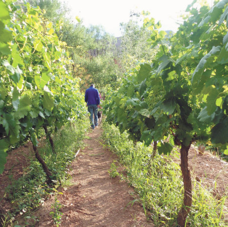 VIEDOS. La uva de los Cintis es considerada una de las ms aptas del pas para la produccin de vinos y singanis por su localizacin geogrfica.