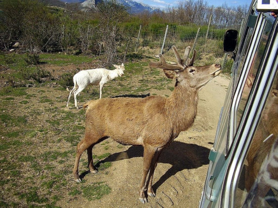 AMENAZA. Las especies de animales salvajes son cada vez ms escasas en el Planeta.