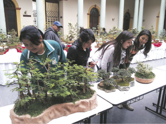 FERIA DEL BONSI. Los bosques en miniatura llamaron la atencin de decenas de visitantes.