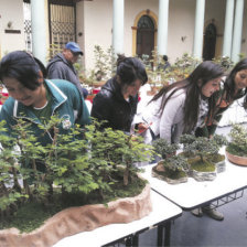 FERIA DEL BONSI. Los bosques en miniatura llamaron la atencin de decenas de visitantes.