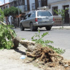 HECHOS. Entre los casos denunciados est la colisin de un vehculo contra un rbol; y el conductor se dio a la fuga.