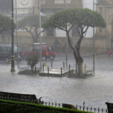 PRECAUCIN. Recomiendan no guarecerse debajo de rboles altos porque sirven de pararrayos.