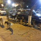 ANIMALES. Muchos estn abandonados.